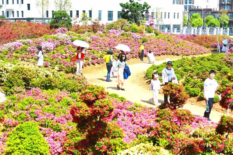 图文：校企携手共建杜鹃花海
