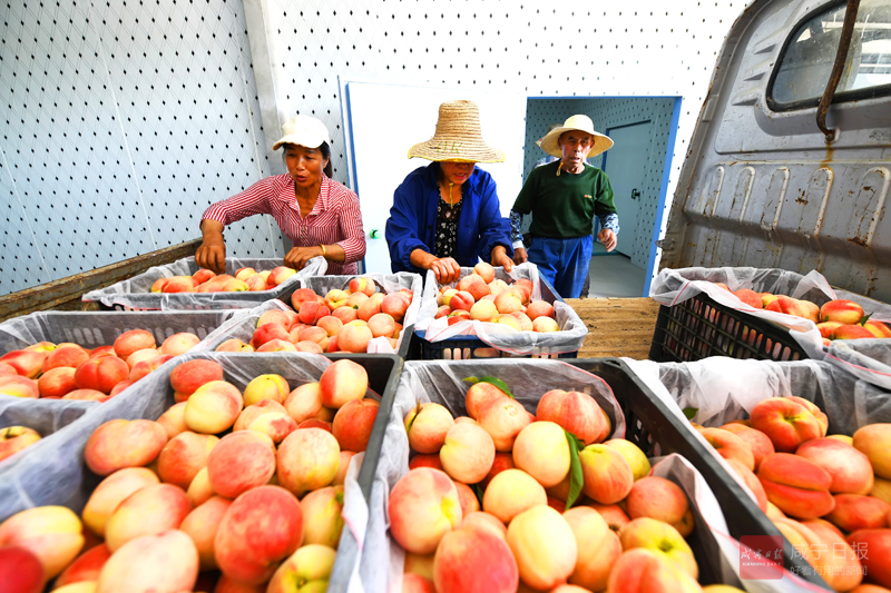 图文：蜜桃基地 四季飘香