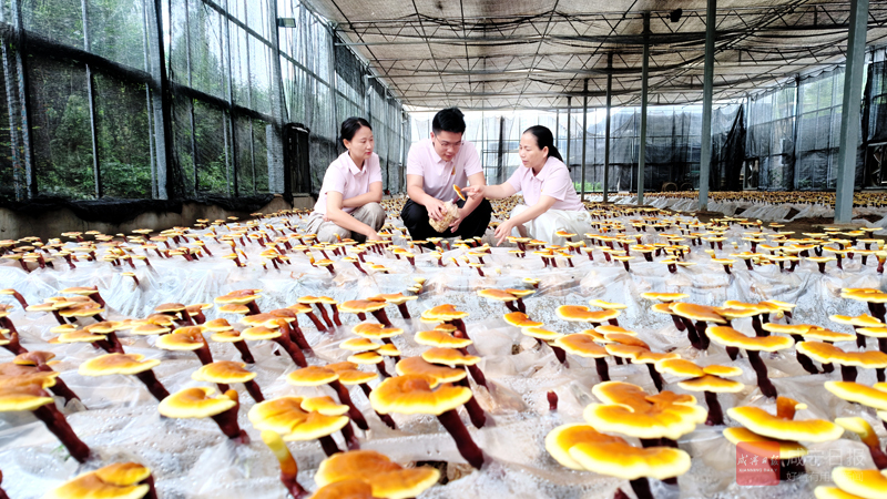 图文：油茶籽壳 育出灵芝