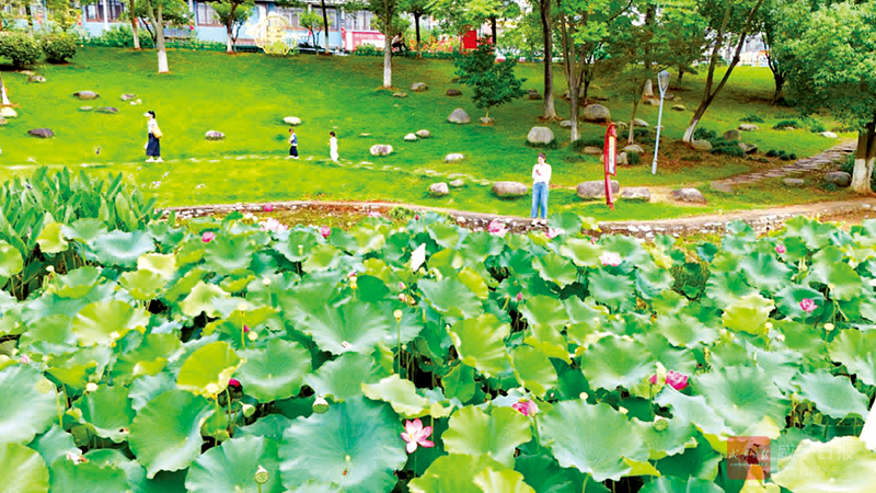 图文：粉荷染夏塘  清音伴夏来