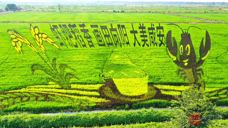 图文：缤纷彩稻绘“丰”景