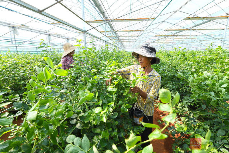 图文：蓝莓基地秋管忙