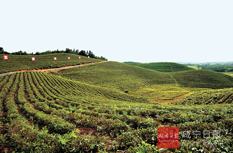 姑娘,在茶园中来回忙碌穿梭……11日,走进崇阳县青山镇森旺茶叶基地