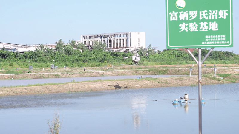 罗氏虾2.jpg
