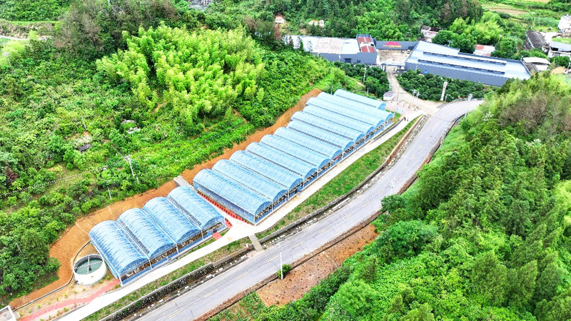 万亩枇杷林结出“甜蜜经济”.jpg