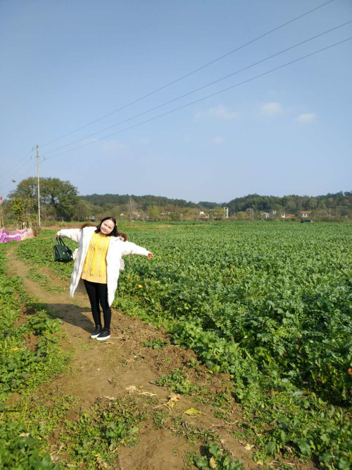 鄂东南高桥镇发展现代特色农业打造"萝卜小镇" - 咸宁